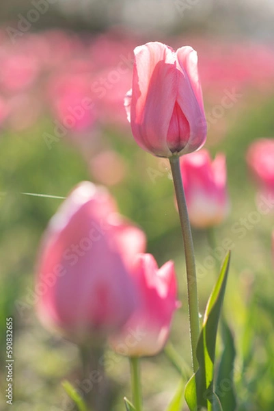 Obraz pink tulips in the garden
