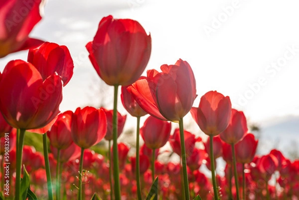Obraz red tulips in the garden