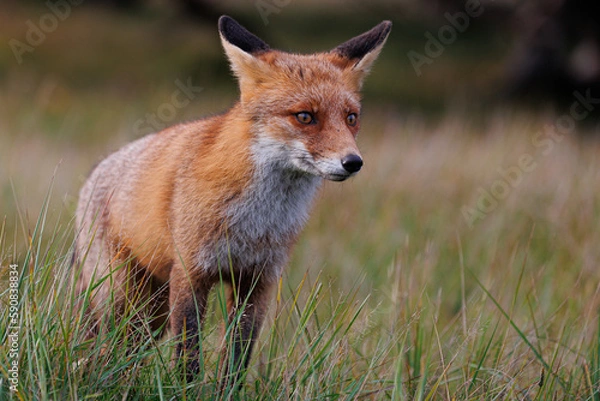 Obraz Red fox in the wild