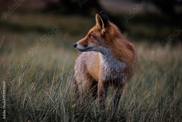 Obraz Beautiful red fox (vulpes vulpes) close-up portrait, in the grass