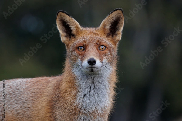 Obraz Portrait of a red fox, vulpes vulpes watching in the camera