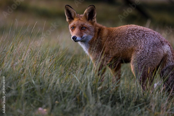 Obraz Red fox standing between high grass