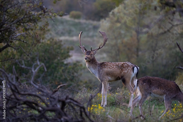 Obraz Fallow deer standing between the dunes in the Netherlands