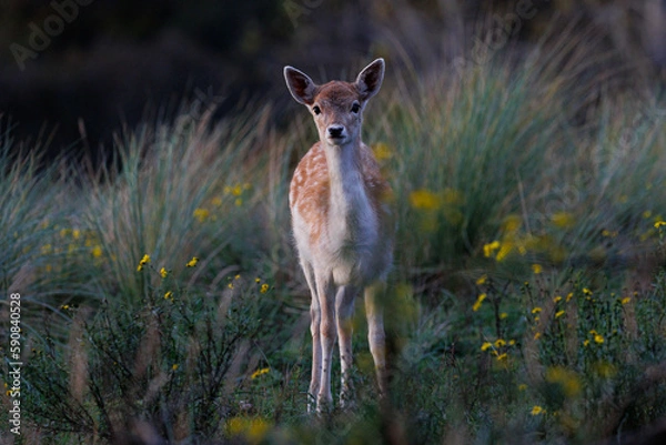 Obraz Curious young fallow deer watching
