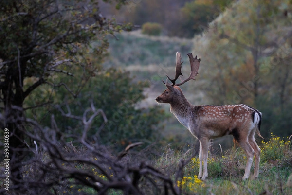 Obraz Fallow deer watching in the distance