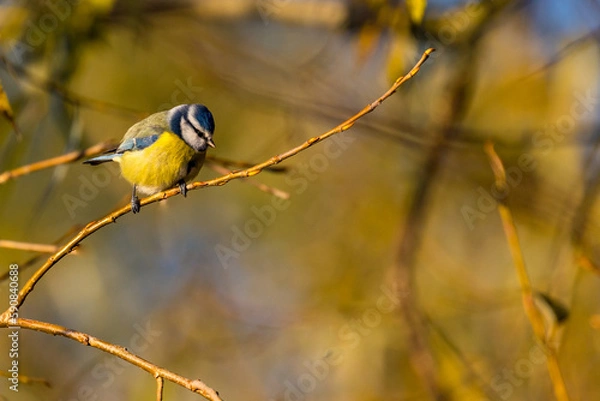 Obraz Blue tit ( Cyanistes caeruleus ) perched in a branch