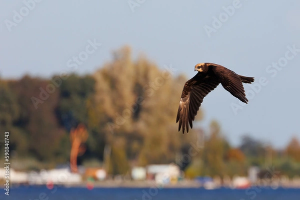 Obraz Western marsh harrier flying in the air