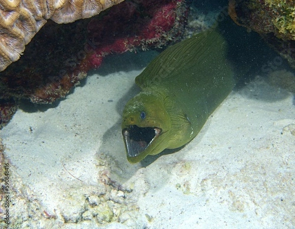 Obraz Green Moray Eel on the reef