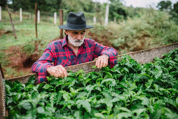 Fototapeta Portrait of Brazilian farmer man in the casual shirt in the farm analyzing coffee seedlings.