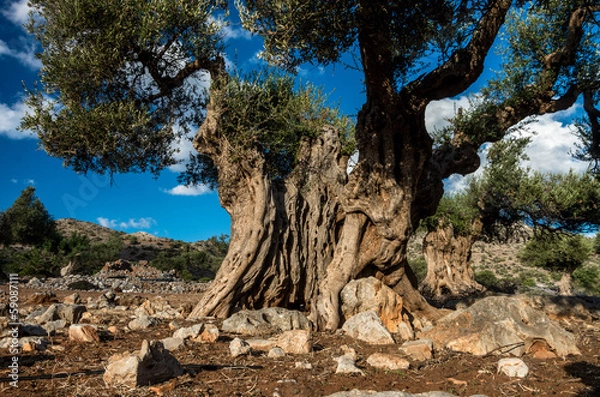 Obraz Ancient olive tree