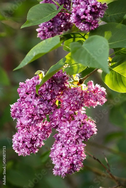 Obraz Dark pink lilac flowers on a branch. Lilac bush.