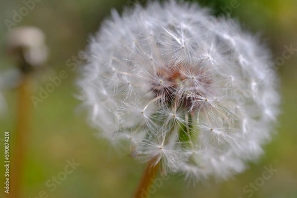 Fototapeta dandelion head