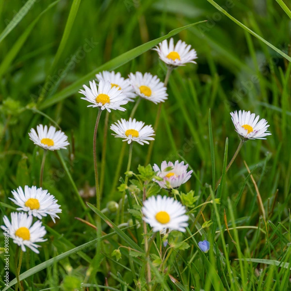 Obraz Daisy - Bellis perennis