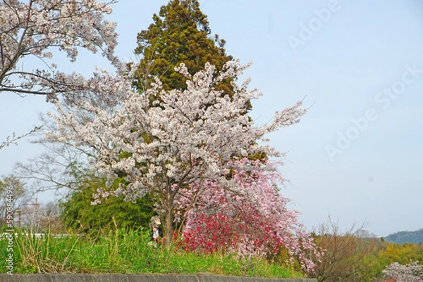 Obraz 色とりどりの春の満開の花
