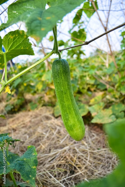Obraz The cucumber