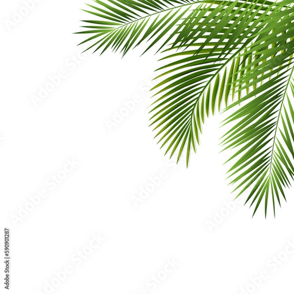 Fototapeta Palm Tree Border Isolated White Background