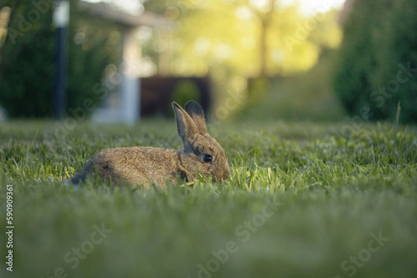 Obraz Gray rabbit or hare on a grass against a blurred green background, shallow depth of field, bokeh. Easter concept with bunny