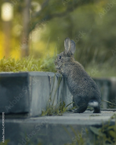 Obraz Gray rabbit or hare against a blurred green background, shallow depth of field, bokeh. Easter concept with bunny. Size for Instagram