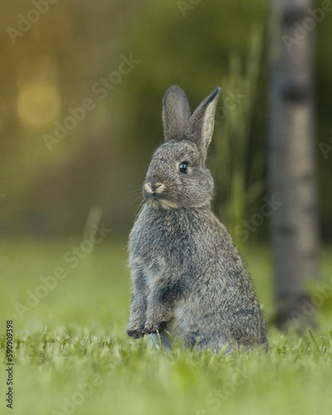 Obraz Gray rabbit or hare against a blurred green background, shallow depth of field. Easter concept with bunny. Size for Instagram