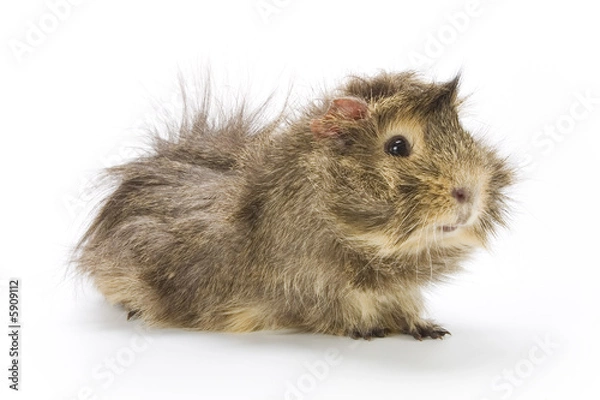 Fototapeta Guinea pig