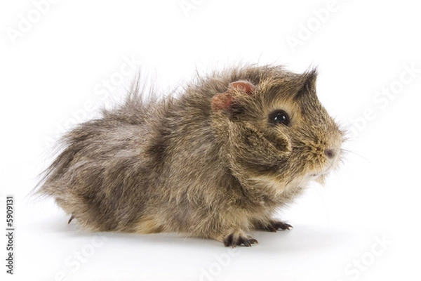 Fototapeta Guinea pig