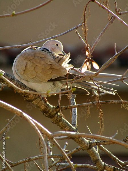 Obraz bird on the tree
