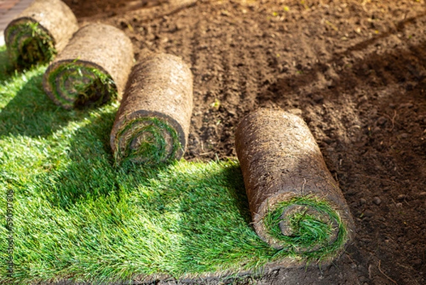 Fototapeta Stack of turf grass for lawn. roll of sod, turf grass roll.