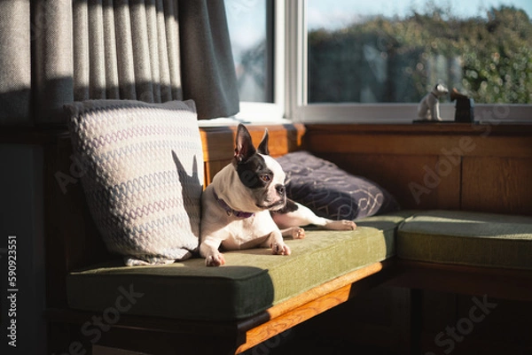 Fototapeta Boston Terrier dog lying in the sun on green cushions on a bay window bench. Her ears are in shadow in a cushion behind her.