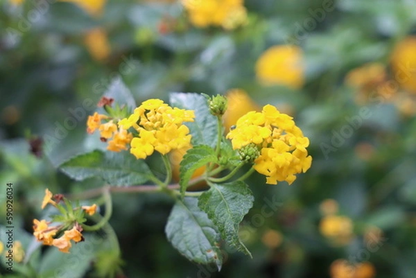 Fototapeta Lantana camara ‘Yellow Trailing’ Flowers. Close up of a Lantana yellow flower