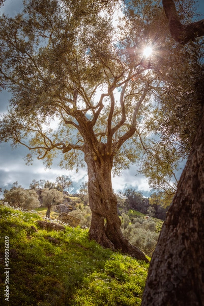Fototapeta Olive tree
