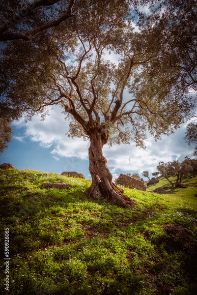 Fototapeta Olive tree