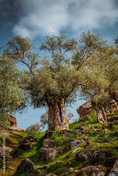 Fototapeta Olive trees in the forest