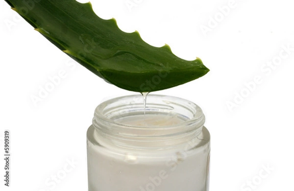 Obraz aloe en crema