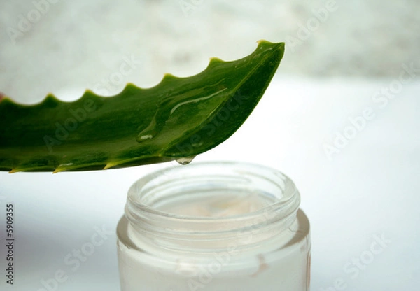 Obraz crema de aloe 2