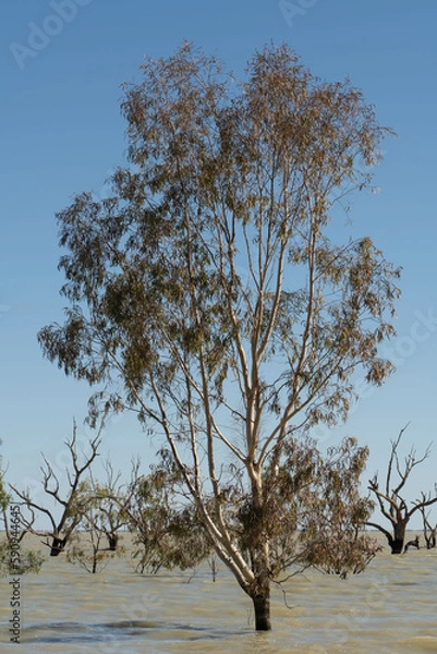 Fototapeta Trees in Menindee Lakes, Menindee, New South Wales, Australia. The lakes fill sporadically when there are heavy rains then dry out, sometimes completely, due to the often arid climate. 