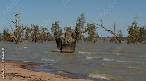 Fototapeta Trees in Menindee Lakes, Menindee, New South Wales, Australia. The lakes fill sporadically when there are heavy rains then dry out, sometimes completely, due to the often arid climate. 