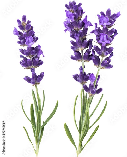 Fototapeta PNG Lavender Flower Izolowane przezroczyste tło