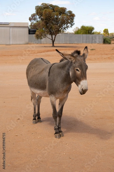 Fototapeta Donkey in the desert with tree