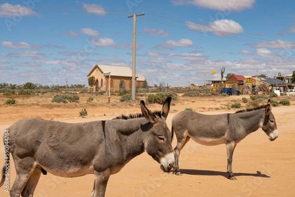 Fototapeta Two donkeys with Wesleyan Methodist Church in the back ground in Silverton, New South Wales, Australia. Blue sky with white, fluffy clouds