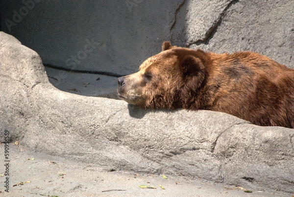 Obraz June 5, 2008. Brookfield, Illinois, USA.  A bear in the Chicago Zoological Society zoo, commonly known as the Brookfield Zoo.