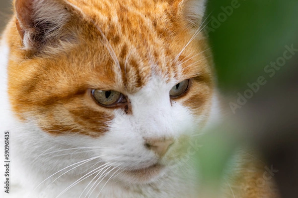 Obraz 見つめる猫