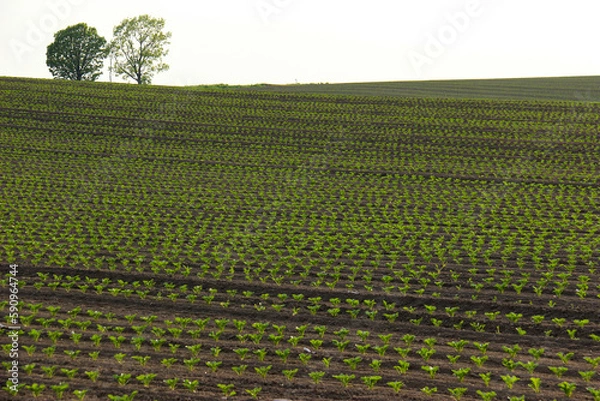 Obraz 緑の苗の畑
