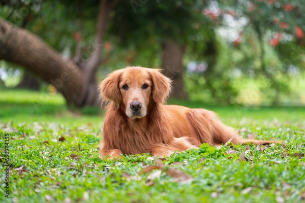 Fototapeta Golden Retriever lying on the grass