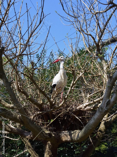 Fototapeta コウノトリの巣、市川市動植物園にて