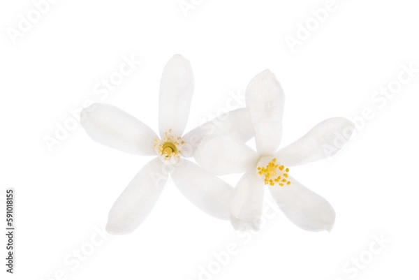 Fototapeta Orange Blossom. Close-up. Flower isolated on transparent background.