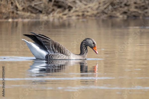 Obraz Greylag goose swimming in the sea