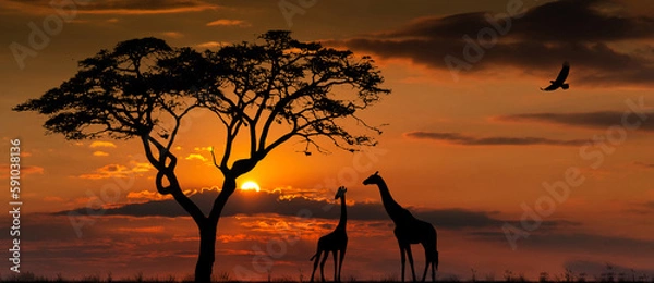 Fototapeta Silhouettes of african wild animals at sunset. Evening in African savanna.