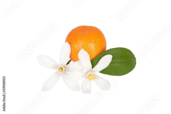 Fototapeta Orange flowers with orange and green leaf, isolated on transparent background. Close-up.