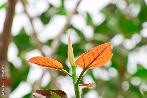 Fototapeta Banyan fruit, Ficus benghalensis, commonly known as the banyan, banyan fig and indian banyan, is a tree native to the Indian subcontinent.