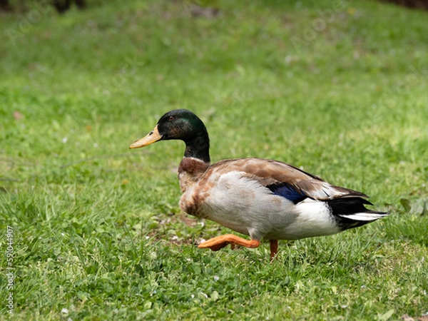 Fototapeta 草原の上を歩く鴨
